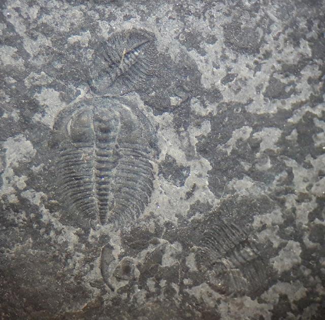 Changaspis elongata LEE in CHIEN 1961  - Bild © FossNet FossilienStore
